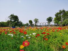 -鹅湖玫瑰文化园