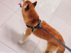 -申普宠物医院·眼科·心内科·影像科(普陀分院)