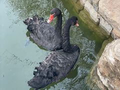 -春风习习