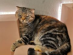 -猫儿山۰猫主题餐厅