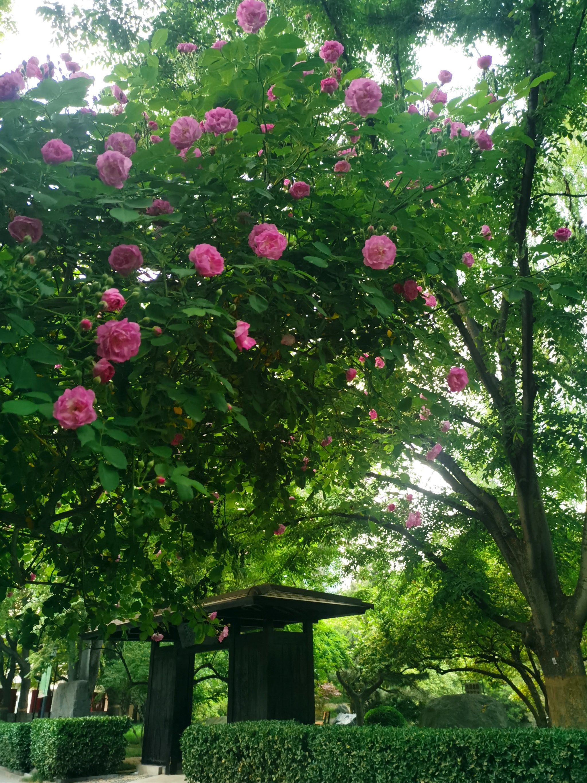 这个人少景美的公园蔷薇花开了,今日实拍