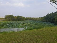 -艾溪湖湿地公园