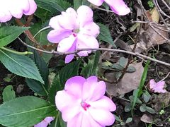 -上海滨江森林公园