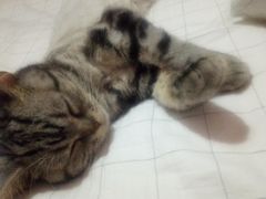 -安安宠医·臻爱宠物医院(簇锦北路分院)