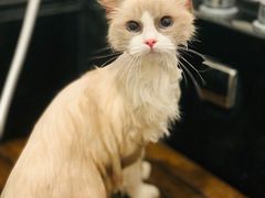 -袖虎·猫馆(体育西路店)