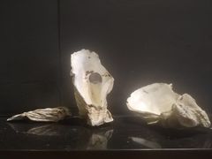 -土蚝·高压锅生蚝(百姓美食街店)