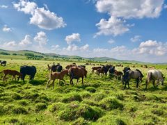 -塞罕坝国家级自然保护区