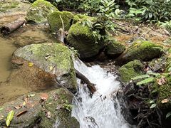 -莫里热带雨林景区