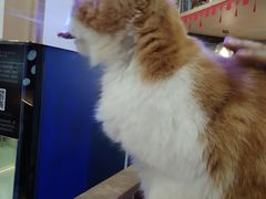 -喵园·猫主题咖啡厅·撸猫·猫咖(国贸店)