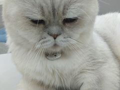 -糯米喵星人·撸猫猫舍咖啡馆(西市场嘉华店)