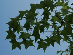 -北京鹫峰国家森林公园