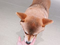 -逗柴咖啡屋·狗咖猫咖宠物桌游