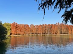 -上海海湾国家森林公园