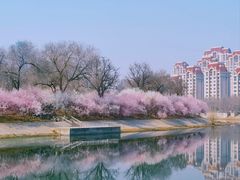 -桃花堤公园