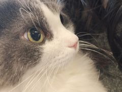 -飞行喵MR PILOT|猫舍·猫咖(静安大融城店)
