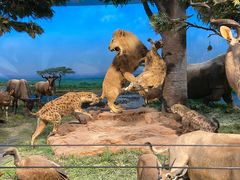 -国家自然博物馆