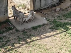 -石家庄市动物园