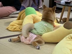 -逗柴咖啡屋·狗咖猫咖宠物桌游