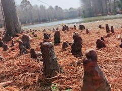 -上海海湾国家森林公园