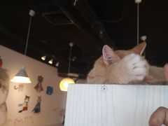 -Cappucimeow猫咪咖啡馆(韦伯时代店)