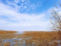 -上海吴淞炮台湾国家湿地公园