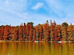 -上海海湾国家森林公园