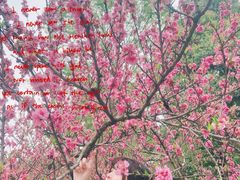 -秀丽东方