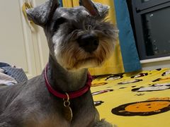 -心仪动物医院·牙专科·肿瘤·心脏科(西客站院)