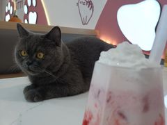 -喵园·猫主题咖啡厅·撸猫·猫咖(国贸店)