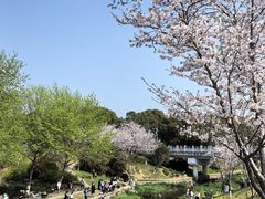 -羊山湖公园