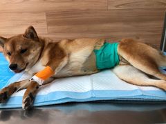 -爱侣宠医·鹦鹉专科·小型哺乳类·异宠专科(灵石路店)