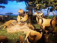 -国家自然博物馆