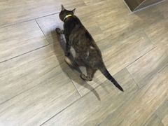-爱侣·安琦尔宠物医院·中兽医针灸·心内科·狂犬免疫点(宝山区院)