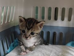 -暖阳宠物医院·犬猫康复中心·骨科
