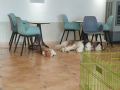 -Let's go狗咖·猫咖·奶狗·桌游(春熙路IFS店)