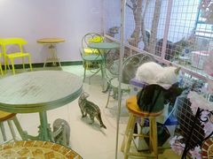 -70cat德文卷毛猫·缅因猫纯种猫舍