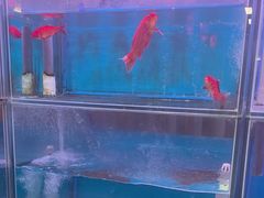 -一品江南韵·淮扬菜