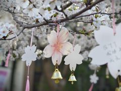 -顾村公园