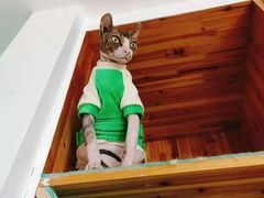-猫在这儿猫咪咖啡馆·撸猫馆