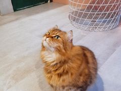-猫儿山۰猫主题餐厅