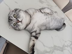 -中农大我爱我爱动物医院·核磁CT·猫病·24小时夜诊中心(石佛营店)