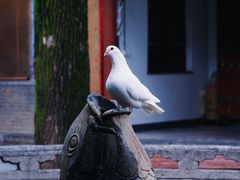 -西安大兴善寺