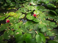 -洛阳市隋唐城遗址植物园