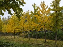 -香山公园