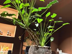 -泰·菩提树下[泰式按摩x精油SPAx肩颈头疗](新景店)