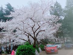 -武汉大学-樱园