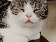 -猫小院猫主题餐厅(南锣旗舰店)