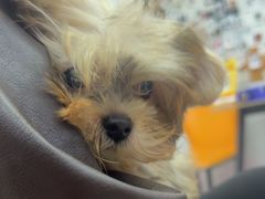 -翊宠yipet猫狗购宠庄园犬舍•猫舍