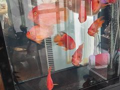 -花舍·新派粤菜·西餐·下午茶(亚运村·鸟巢店)