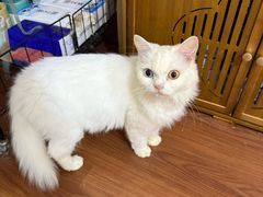 -楼上猫咖(罗湖店)